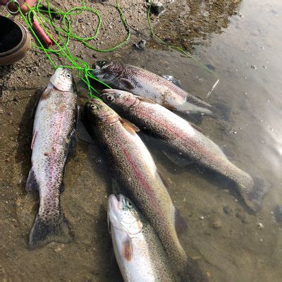 Fishing in Santa Ana River Lakes | Fishbrain