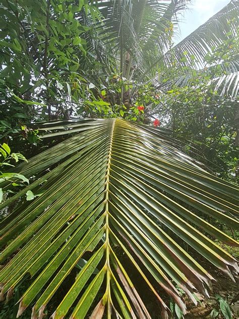 Palm Coconut Tropical Free Photo On Pixabay Pixabay