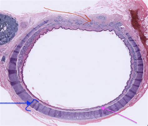 UNIT 5 HISTOLOGY Flashcards | Quizlet