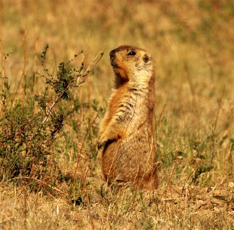 Tracking Takhi on the Steppe | Smithsonian's National Zoo