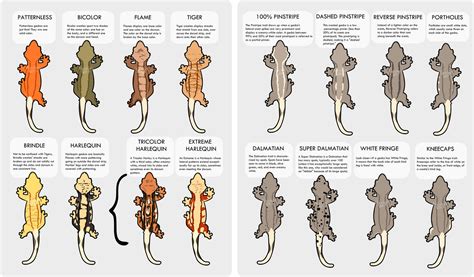 A brief guide to crested gecko morphs : r/HelpMyHusbandry