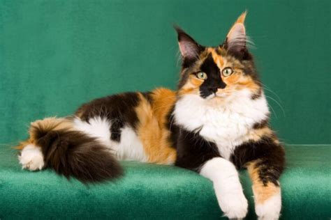 Calico Maine Coon: Everything You Need to Know - That Cuddly Cat