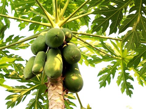 Papaya Cultivation 5 Step Comprehensive Guide To Managing Flower And