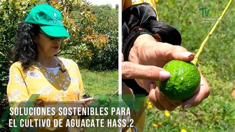 Soluciones Sostenibles Para El Cultivo De Aguacate Hass 2 Tvagro Por