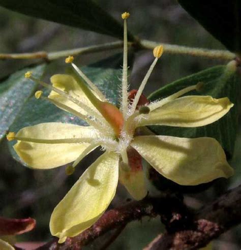 Haematoxylum Campechianum L Colombian Plants Made Accessible