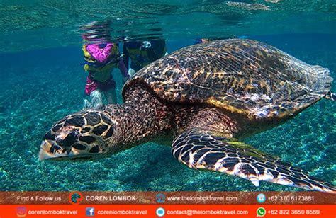 Paket Tour Lombok 3 Hari 2 Malam Highlight Gili Trawangan