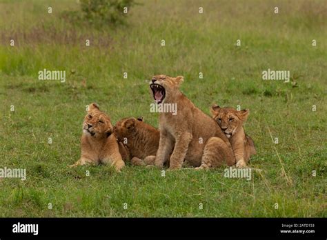 lion cubs playing Stock Photo - Alamy