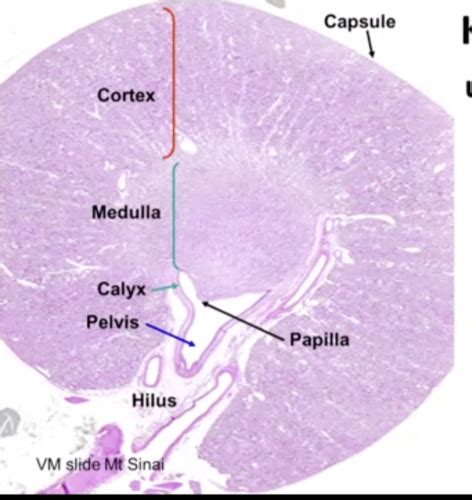 Histology Of Urinary System Flashcards Quizlet