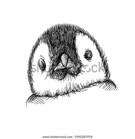 Hand Drawn Sketch Penguin Face On Stock Vector (Royalty Free) 1900281958 | Shutterstock