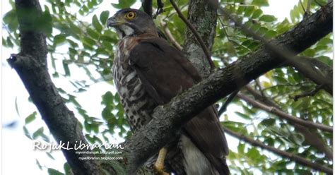 Crested Goshawk nesting