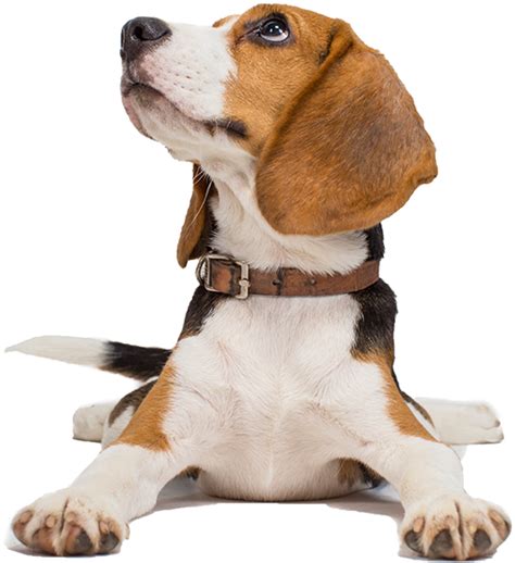 Free Beagle Png Images With Transparent Backgrounds Fastpng