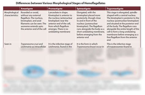 Solution Hemoflagellates Morphological Stages Studypool