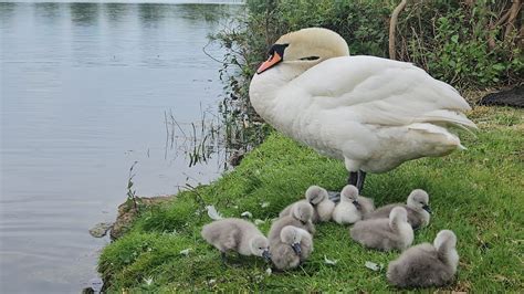 Mute Swan Pair King Queen Swan Take Their Cygnets On To Land To