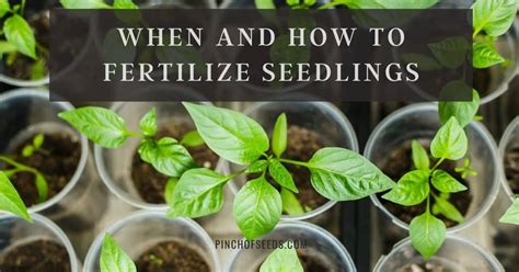 Seedling Fertilizer Guide: When, How & The Best Choices