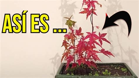 Cómo se consiguen estos colores en Yamamomiji BONSAI YouTube