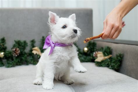 How to Train a Westie Not to Bark: Our Tried and Tested Ways