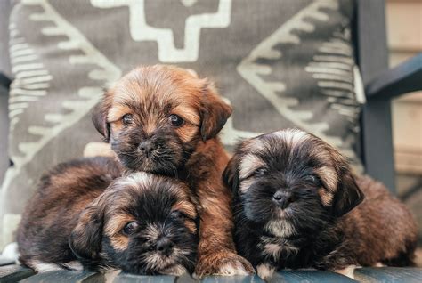 Adorable Lhasa Apso Puppies for Sale — Lhasa Apso Pups