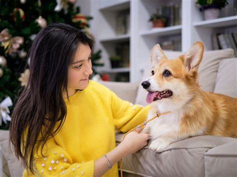 Por que o cachorro tem medo de fogos de artifício Entenda