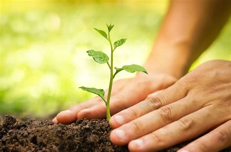 NBC Promotes Clean Environment With National Tree Planting Initiative