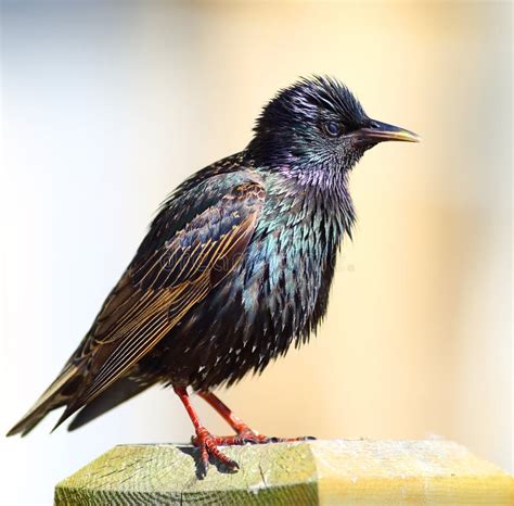 Starling bird flock stock image. Image of spotted, bird - 36336127