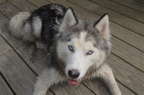 Bastante Perro Husky Siberiano Tendido En Un Porche Foto Premium