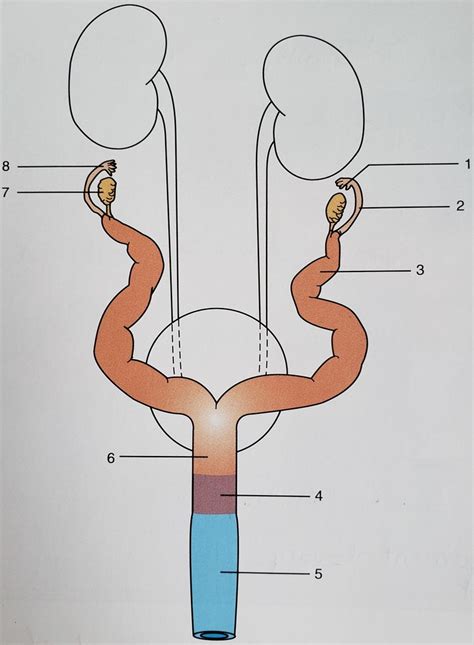 Diagram Of Chapter 16 Exercise 5 Label The Parts Of The Female Reproductive System Quizlet