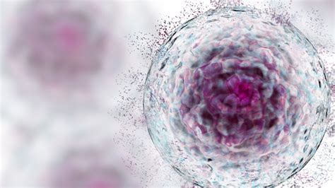 unveiling  mysteries  senescent cells meer