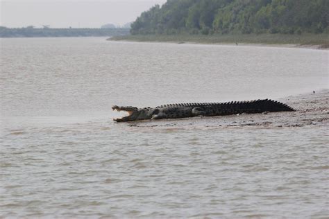 Number of crocodiles increased by 44 in Bhitarkanika National Park ...