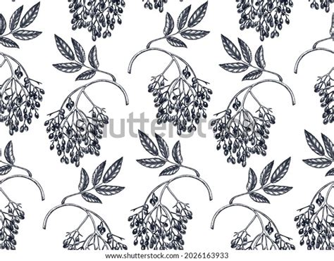 Sambuca Plant: Over 115 Royalty-Free Licensable Stock Illustrations ...