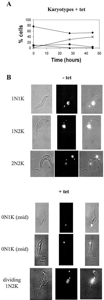 Karyotype Of Procyclic Form Cells After Cyc Rnai A Karyotype