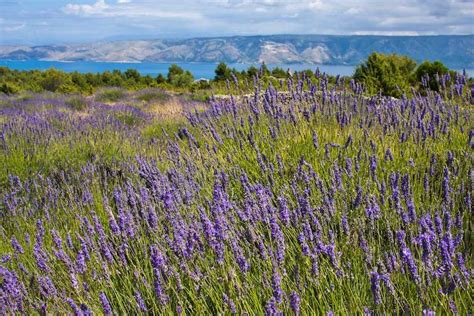 Island of Hvar & Lavender Fields Day Tour - Croatia Private Tours⎪Tailor - Made Tours⎪Private ...