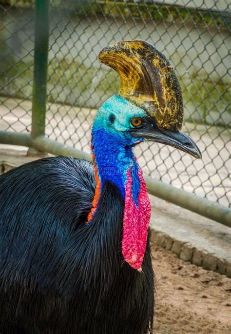 Detail Portrait Of Southern Cassowary Casuarius Casuarius Male Stock