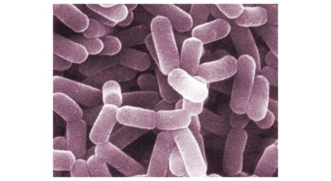 Lactobacillus Casei Equisalud