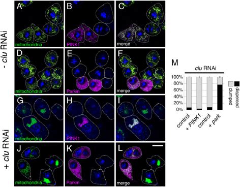 Clu Acts Upstream Of Park And Downstream Of PINK1 In S2R Cells