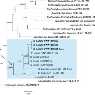 Maximum Likelihood Phylogeny And Geographical Distribution Of Genus