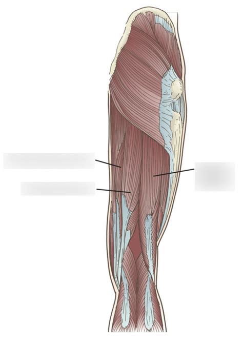 Hamstring Muscles Diagram | Quizlet