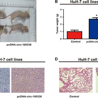 Circ Promotes Hcc Cell Proliferation In Vivo A Representative