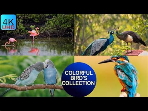 Beutiful Bird S 4k Ultra Hd Relaxing Music And Nature YouTube