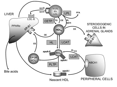 Overview Of The Metabolic Pathways Of Hdl And Reverse Cholesterol Download Scientific Diagram