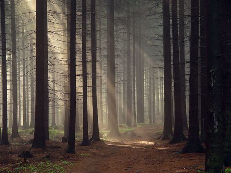 Wallpaper Sunlight Trees Nature Morning Mist Tree Autumn Fog