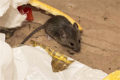 How Long Does Hantavirus Live In Droppings Attic Projects