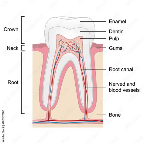 Human tooth anatomy isolated on white background, vector Stock Vector ...