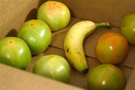 How To Ripen Green Tomatoes Indoors HGTV