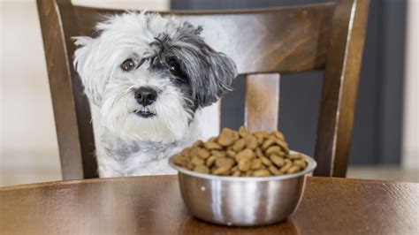 As Debes Guardar Las Croquetas De Tu Perro Para Que No Se Infecten Ni