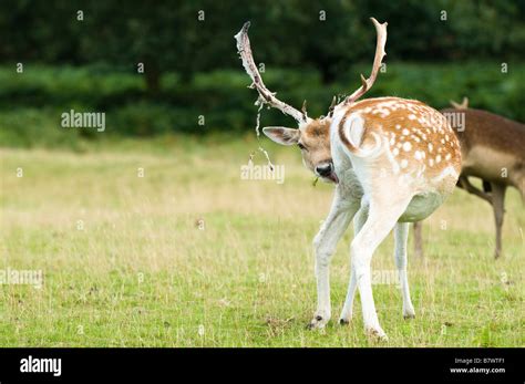 Fallow Deer Stag Dama Dama Shedding The Velvet From His Antlers