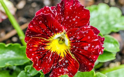 1920x1080 Resolution Selective Focus Photography Of Red Petaled