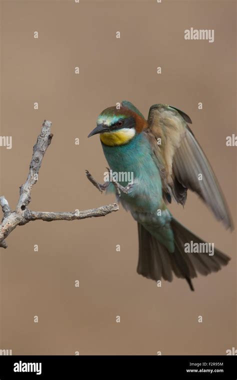 European Bee Eater In Flight Stock Photo Alamy