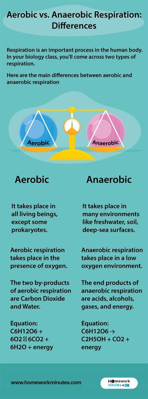 In This Guide You Ll Learn The Main Differences Between Aerobic And Anaerobic Respiration