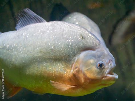 Piranhas Pygocentrus nattereri in the habitat Stock Photo | Adobe Stock