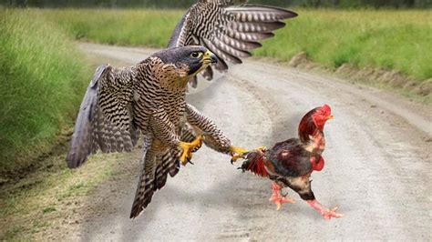 Eagle Vs Rooster Who Will Be The Winner Youtube